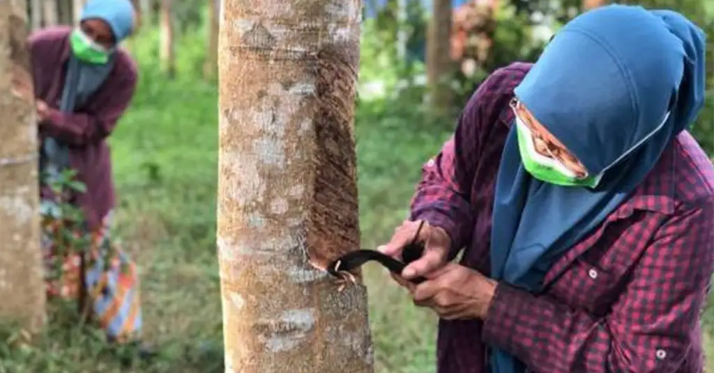 Faedah Bantuan Musim Tengkujuh Faedah Bantuan Musim Tengkujuh
